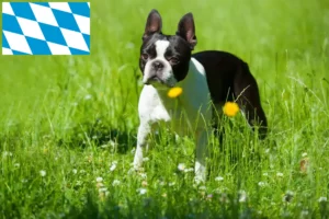 Read more about the article Hodowcy i szczenięta Boston terrier w Bawaria