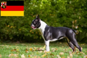 Read more about the article Hodowcy i szczenięta Boston terrier w Nadrenia-Palatynat