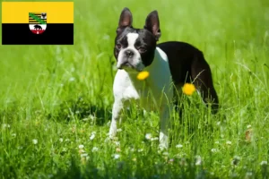 Read more about the article Hodowcy i szczenięta Boston terrier w Saksonia-Anhalt