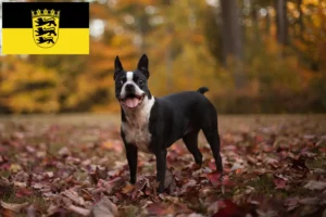 Read more about the article Hodowcy i szczenięta Boston terrier w Badenia-Wirtembergia