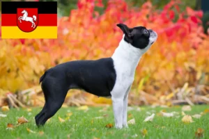 Read more about the article Hodowcy i szczenięta Boston terrier w Dolna Saksonia