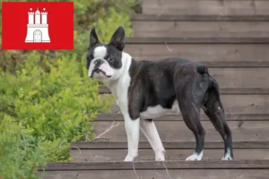 Read more about the article Hodowcy i szczenięta Boston terrier w Hamburg