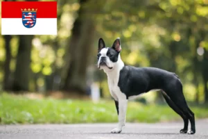 Read more about the article Hodowcy i szczenięta Boston terrier w Hesja