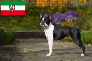 Read more about the article Hodowcy i szczenięta Boston terrier w Nadrenia Północna-Westfalia