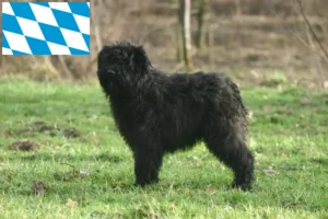 Read more about the article Hodowcy i szczenięta Bouvier des Flandres w Bawaria