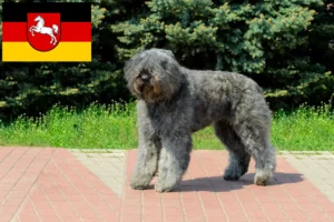 Read more about the article Hodowcy i szczenięta Bouvier des Flandres w Dolna Saksonia