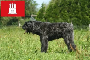 Read more about the article Bouvier des Flandres hodowcy i szczenięta w Hamburg