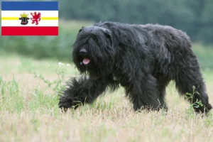 Read more about the article Hodowcy i szczenięta Bouvier des Flandres w Meklemburgia-Pomorze Przednie