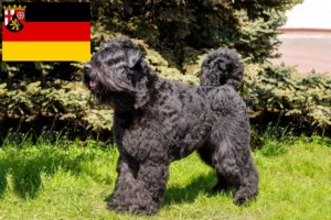 Read more about the article Hodowcy i szczenięta Bouvier des Flandres w Nadrenia-Palatynat