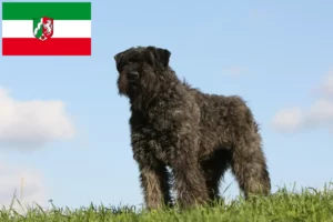 Read more about the article Hodowcy i szczenięta Bouvier des Flandres w Nadrenia Północna-Westfalia