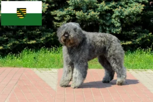 Read more about the article Hodowcy i szczenięta Bouvier des Flandres w Saksonia