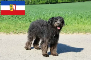 Read more about the article Hodowcy i szczenięta Bouvier des Flandres w Szlezwik-Holsztyn