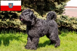 Read more about the article Bouvier des Flandres hodowcy i szczenięta w Turyngia