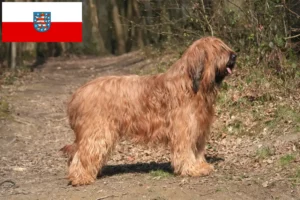 Read more about the article Briard hodowcy i szczenięta w Turyngia