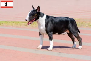 Read more about the article Hodowcy i szczenięta bull terrier w Berlin