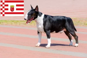 Read more about the article Hodowcy i szczenięta bull terrier w Brema