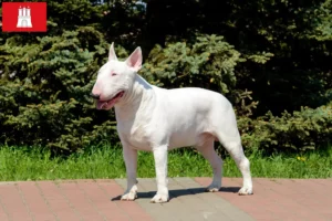 Read more about the article Hodowcy i szczenięta bull terrier w Hamburg