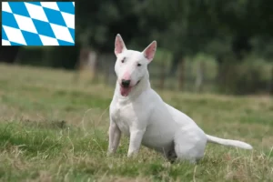 Read more about the article Hodowcy i szczenięta bull terrier w Bawaria