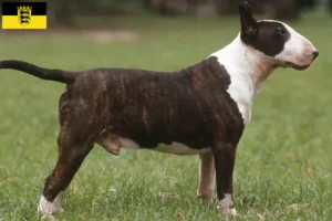 Read more about the article Hodowcy i szczenięta bull terrier w Badenia-Wirtembergia