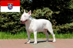 Read more about the article Hodowcy i szczenięta bull terrier w Hesja