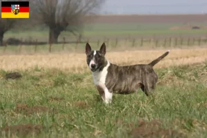 Read more about the article Hodowcy i szczenięta bull terrier w Kraj Saary