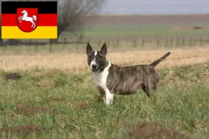 Read more about the article Hodowcy i szczenięta bull terrier w Dolna Saksonia