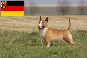 Read more about the article Hodowcy i szczenięta bull terrier w Nadrenia-Palatynat