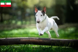 Read more about the article Hodowcy i szczenięta bull terrier w Nadrenia Północna-Westfalia