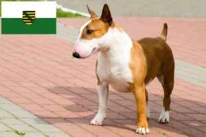 Read more about the article Hodowcy i szczenięta bull terrier w Saksonia