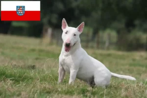 Read more about the article Hodowcy i szczenięta bull terrier w Turyngia