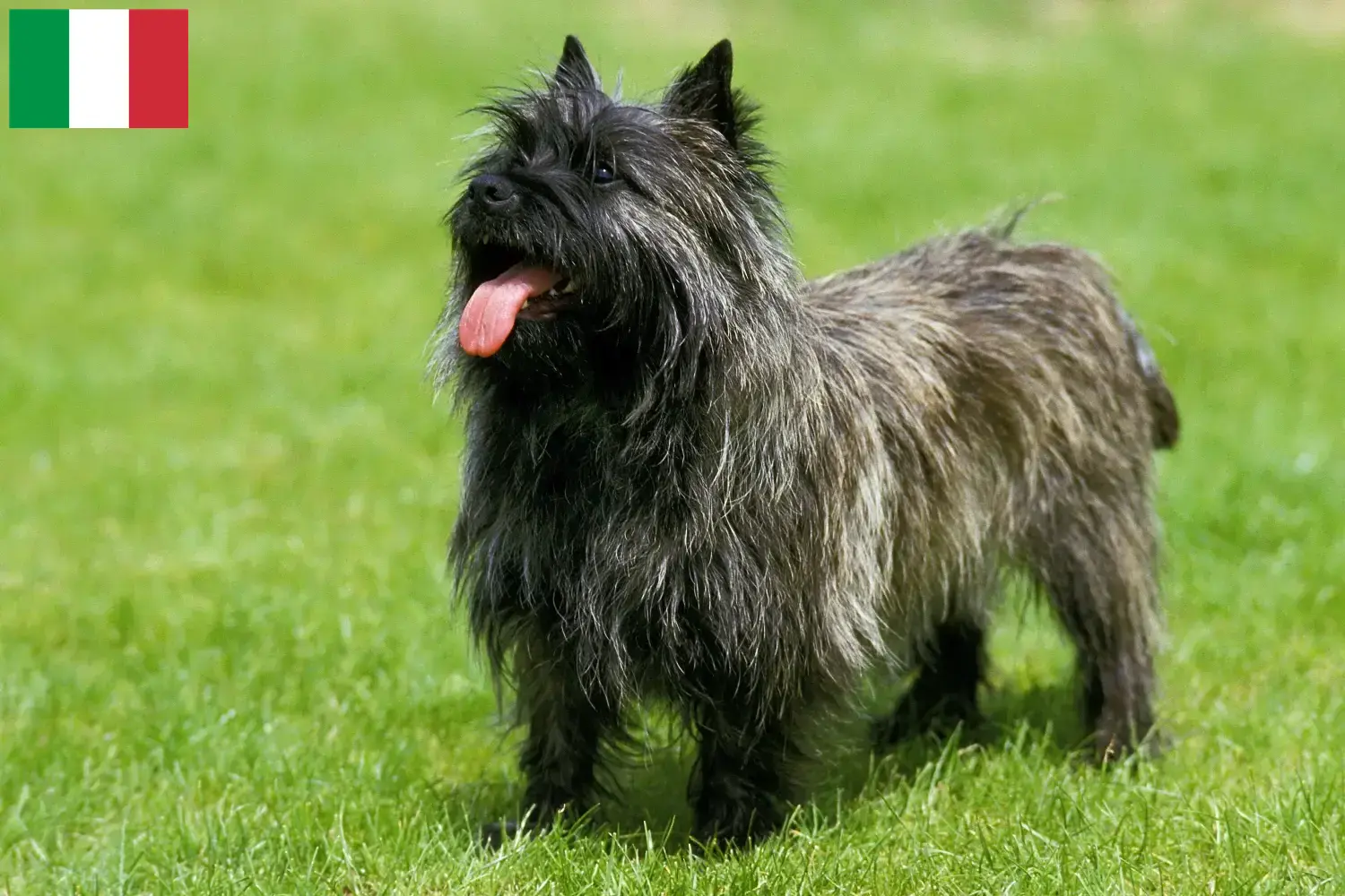 Read more about the article Hodowcy i szczenięta Cairn terrier w Włochy