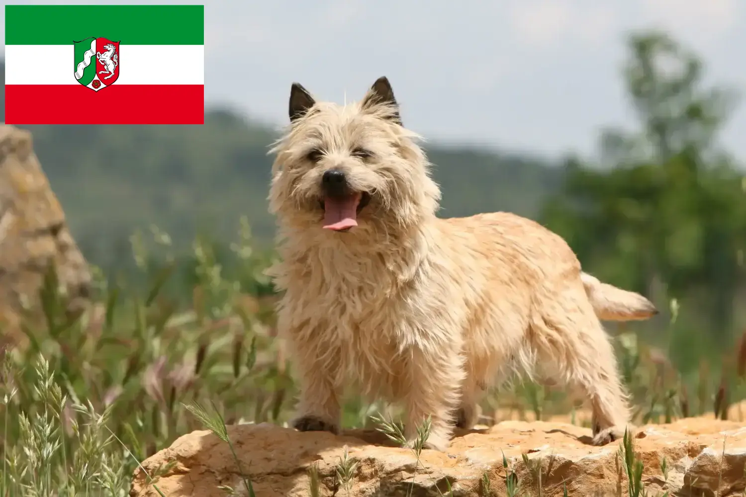 Read more about the article Hodowcy i szczenięta Cairn terrier w Nadrenia Północna-Westfalia