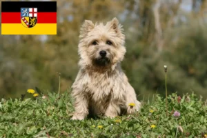 Read more about the article Hodowcy i szczenięta Cairn terrier w Kraj Saary