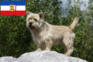 Read more about the article Hodowcy i szczenięta Cairn terrier w Szlezwik-Holsztyn