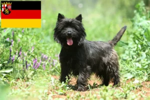 Read more about the article Hodowcy i szczenięta Cairn terrier w Nadrenia-Palatynat