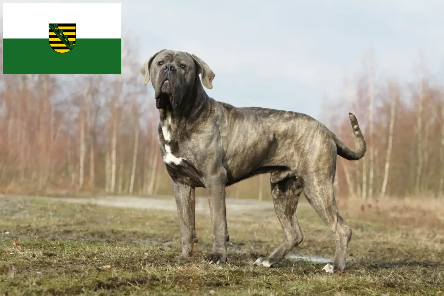 Read more about the article Cane corso włoski hodowcy i szczenięta w Saksonia