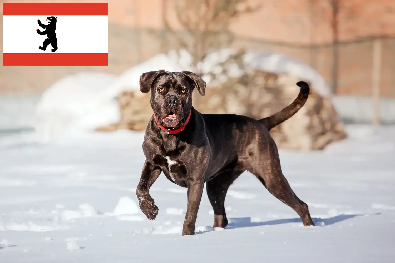 Read more about the article Cane corso włoski hodowcy i szczenięta w Berlin