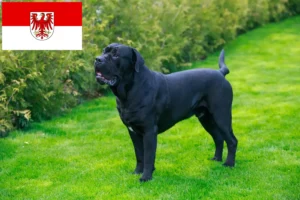 Read more about the article Cane corso włoski hodowcy i szczenięta w Brandenburgia