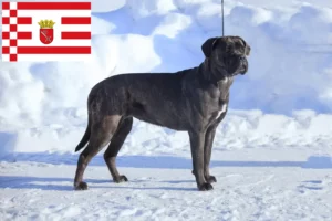 Read more about the article Cane corso włoski hodowcy i szczenięta w Brema