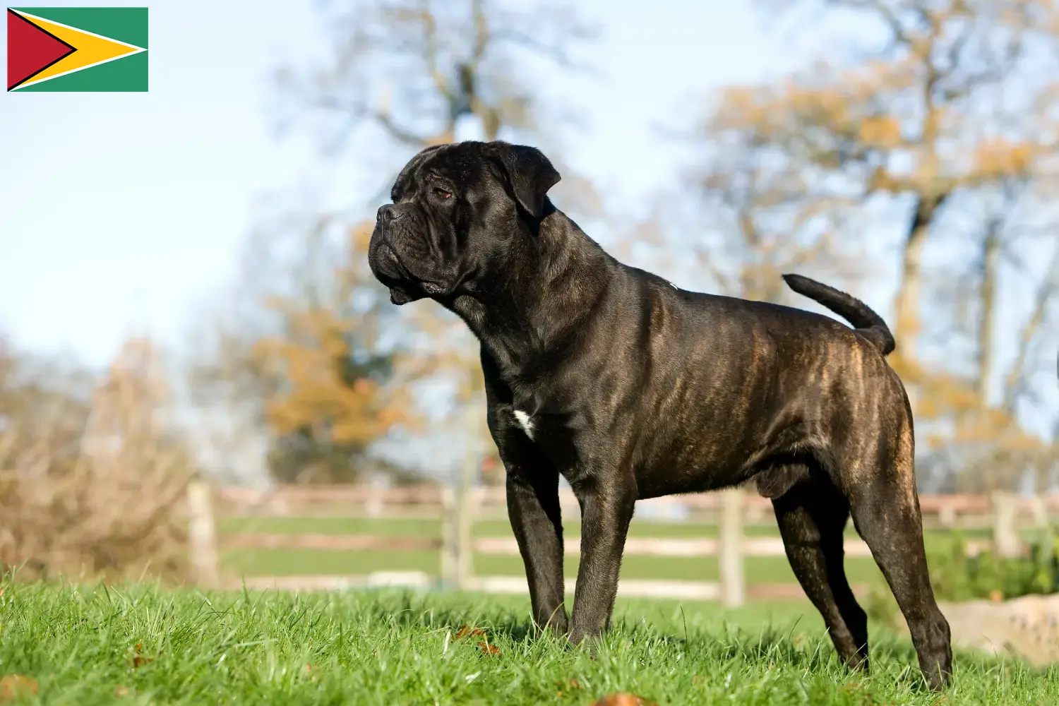 Read more about the article Cane corso włoski hodowcy i szczenięta w Gujana