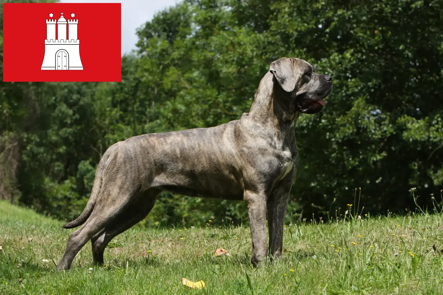 Read more about the article Cane corso włoski hodowcy i szczenięta w Hamburg