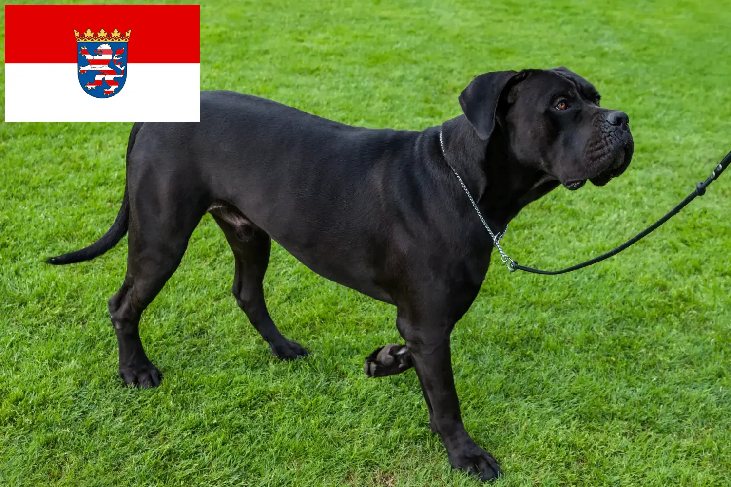 Read more about the article Cane corso włoski hodowcy i szczenięta w Hesja