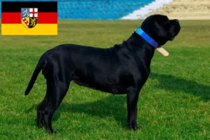 Read more about the article Cane corso włoski hodowcy i szczenięta w Kraj Saary