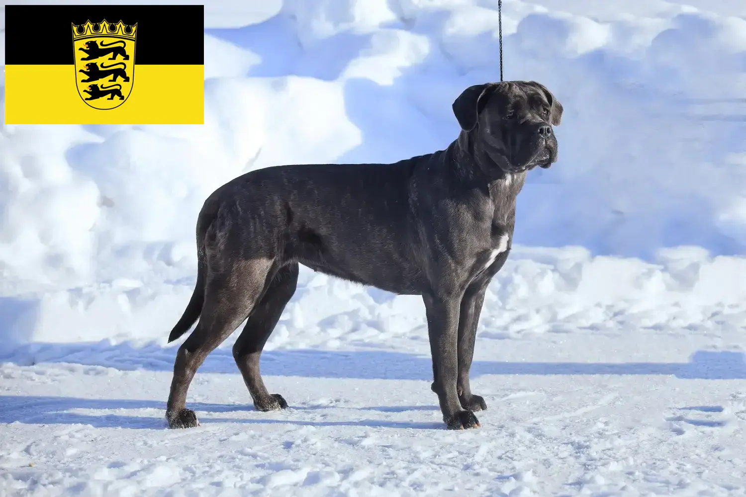 Read more about the article Cane corso włoski hodowcy i szczenięta w Badenia-Wirtembergia