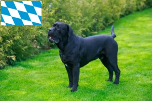 Read more about the article Cane corso włoski hodowcy i szczenięta w Bawaria