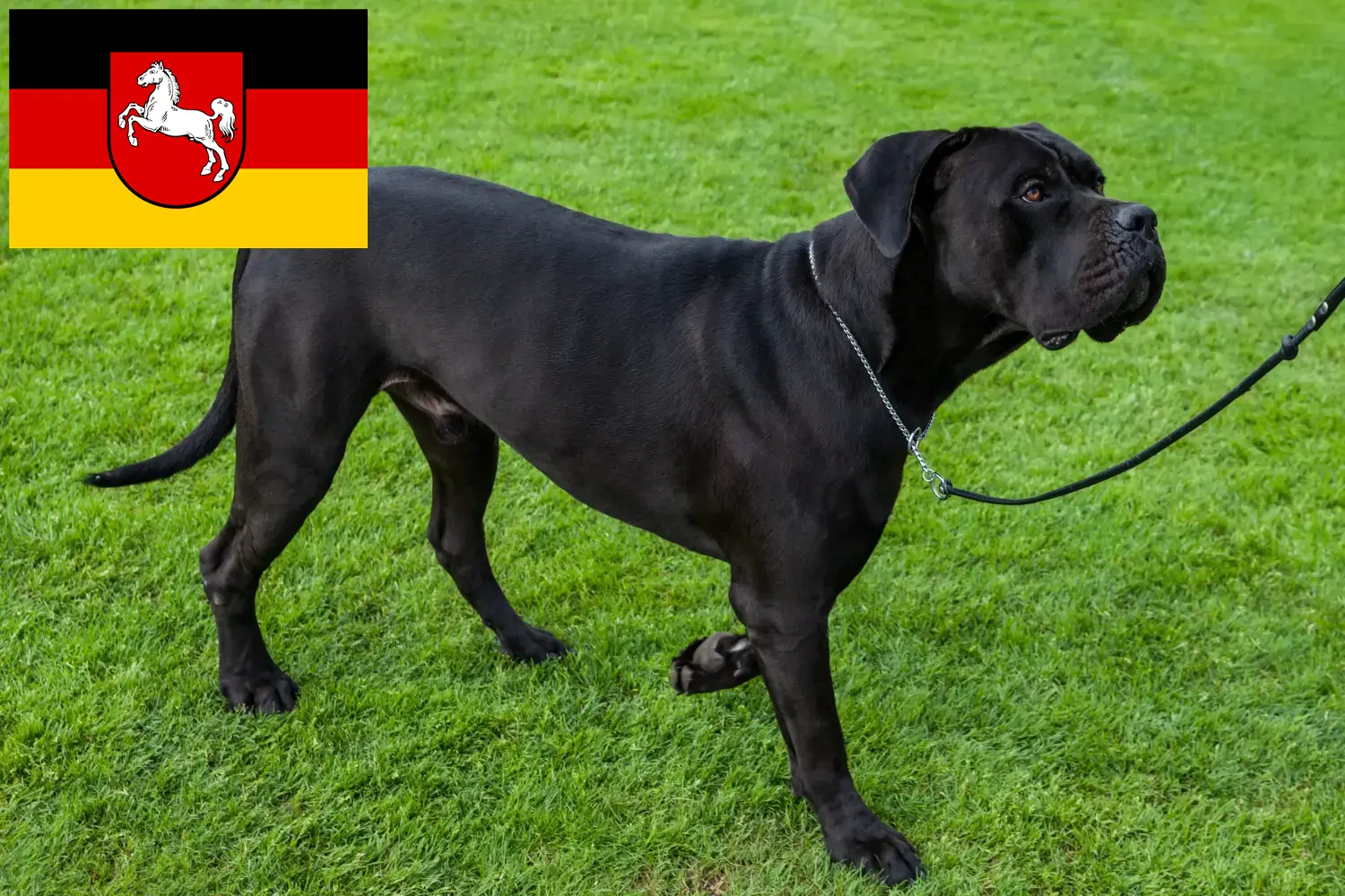 Read more about the article Cane corso włoski hodowcy i szczenięta w Dolna Saksonia