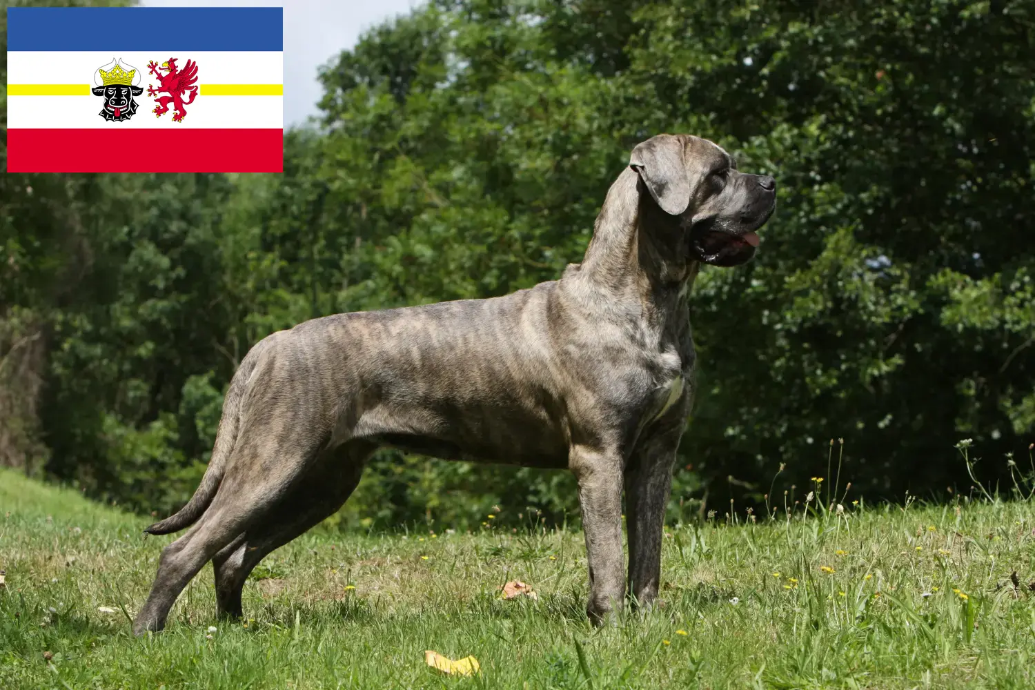 Read more about the article Cane corso włoski hodowcy i szczenięta w Meklemburgia-Pomorze Przednie