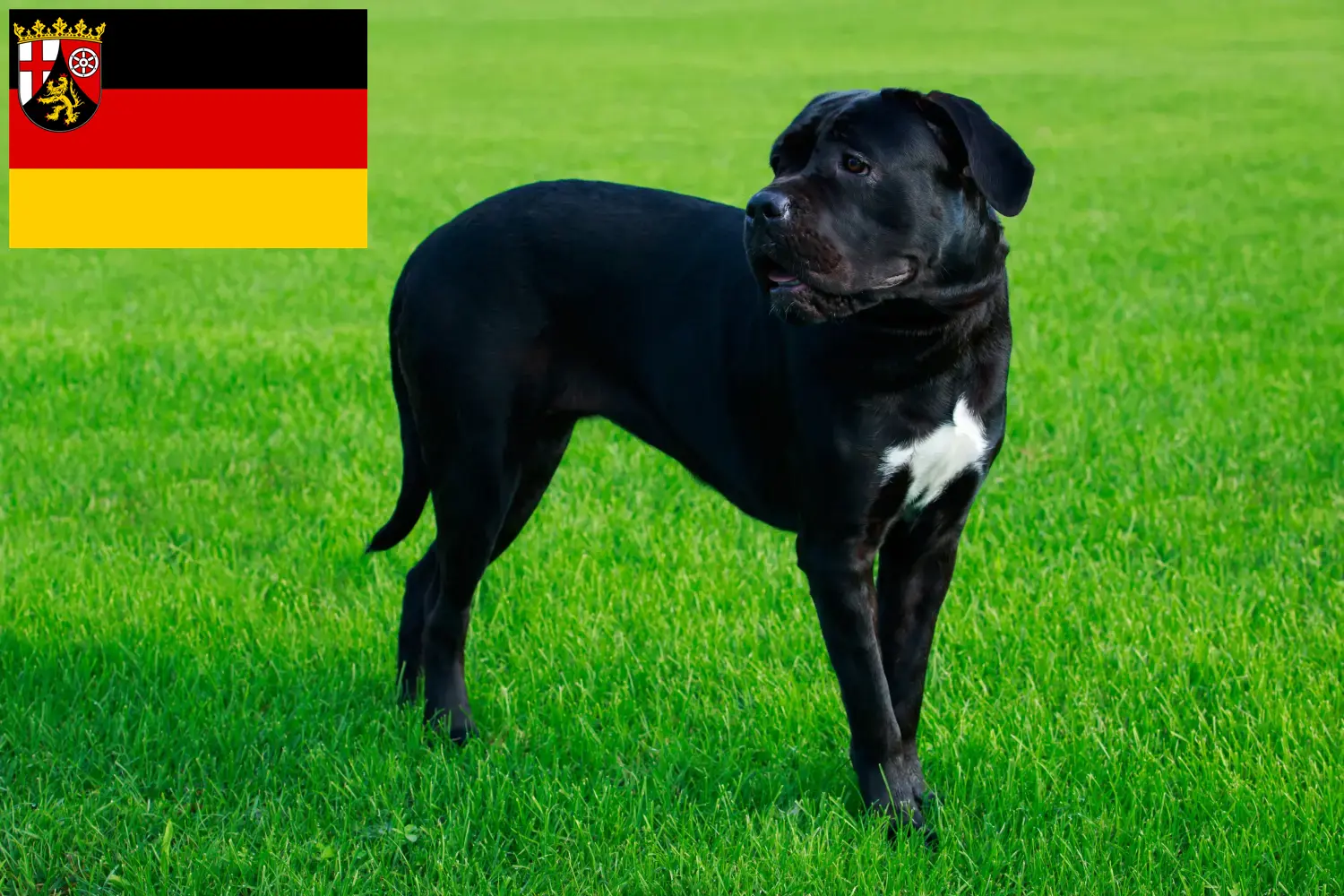 Read more about the article Cane corso włoski hodowcy i szczenięta w Nadrenia-Palatynat