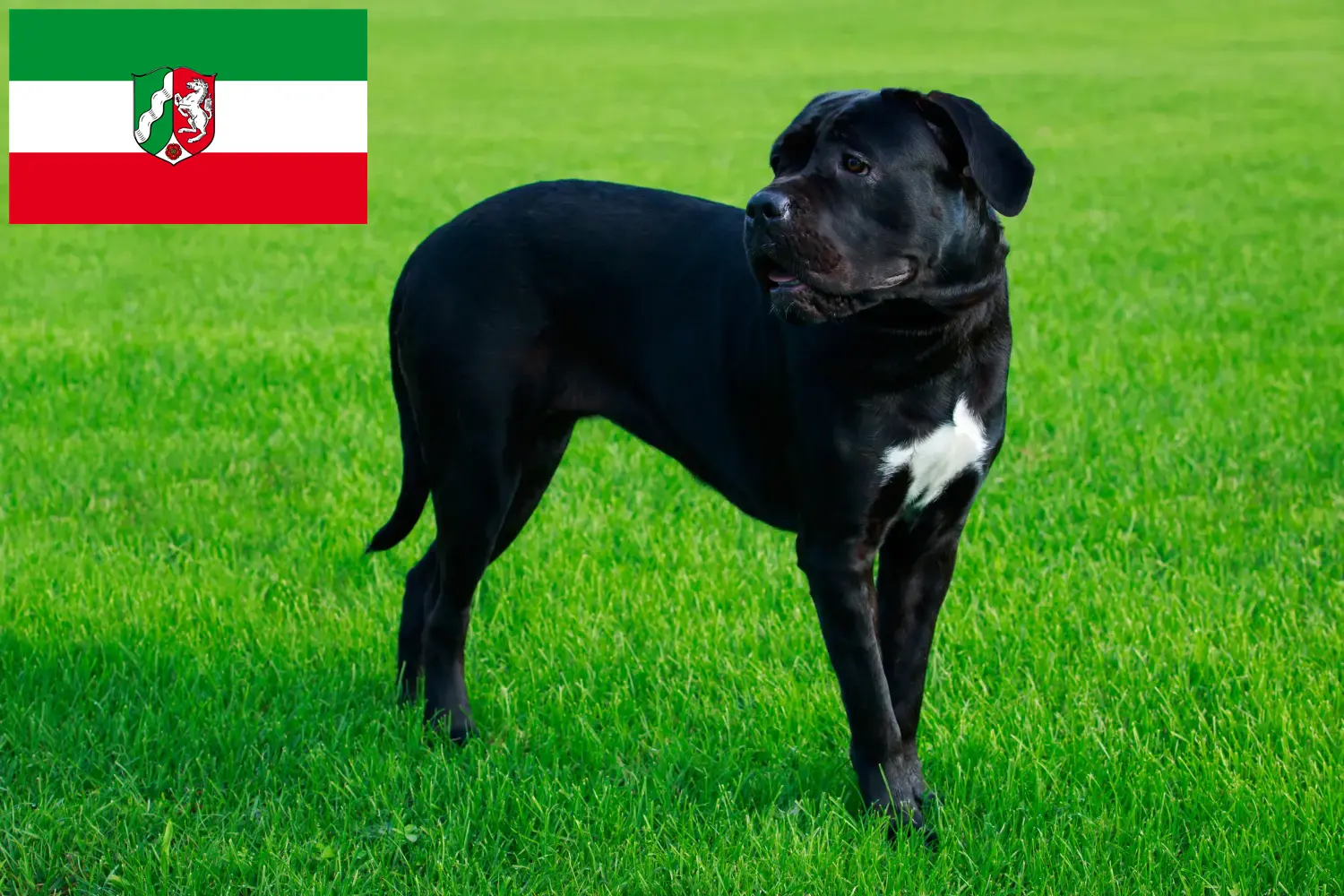 Read more about the article Cane corso włoski hodowcy i szczenięta w Nadrenia Północna-Westfalia