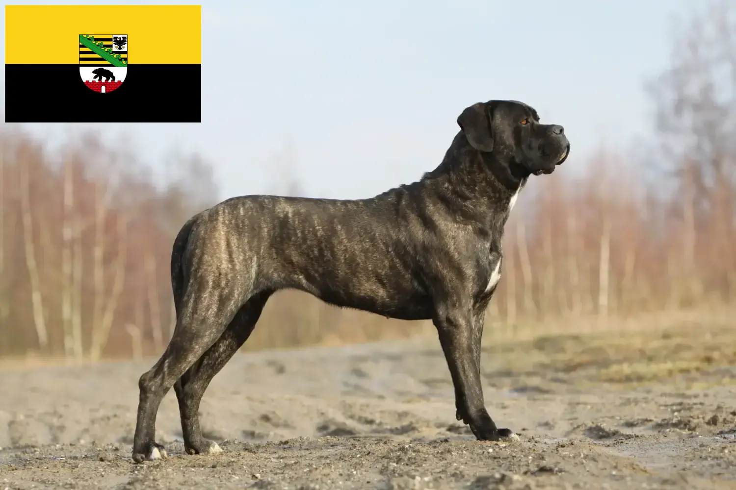 Read more about the article Cane corso włoski hodowcy i szczenięta w Saksonia-Anhalt